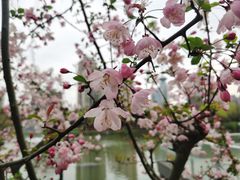 -新虹桥中心花园