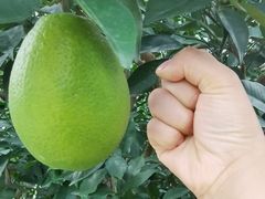 -白帝城·瞿塘峡景区