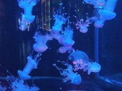 -梦幻海洋王国(吾悦广场张家港店)