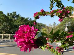 -深圳市中科院仙湖植物园
