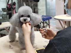 -鑫艺宠物美容培训学校