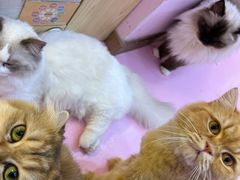 -爪爪喵星球·猫舍(前海卓越店)