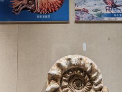 -安徽省地质博物馆