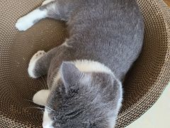 -宠福鑫康馨动物医院·骨科·眼科