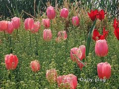 -北京国际鲜花港