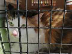 -艾贝尔宠物医院 ·内科全科(梁溪路店)