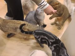 -有喵·猫咖·狗咖·30几只猫10只小狗(岗厦店)