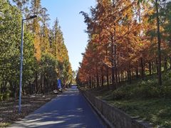 -上海长兴岛郊野公园