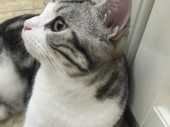 -辛巴宠物医疗中心·骨科·内分泌专科·心肾专科(亭林公园店)