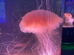 -上海海昌海洋公园