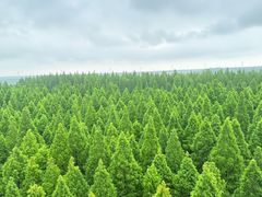 -黄海国家森林公园