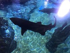 -暹罗海洋世界