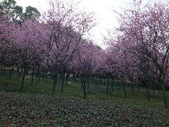 -龙头寺公园