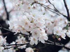 -武汉大学-樱园