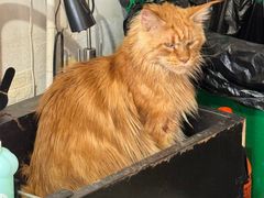 -平行世界·猫咖(首经贸店)