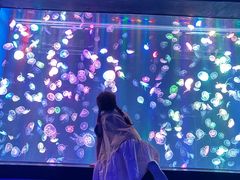 -海合安成都极地海洋公园