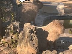 -合肥野生动物园