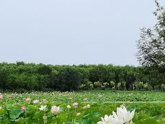-东郊湿地公园
