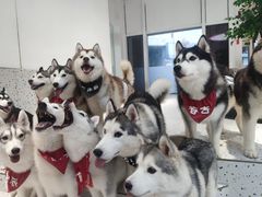 -Husky Go!哈士奇体验馆·宠物咖啡厅狗咖