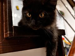 -momokira米努特·德文卷毛猫·棉花面纱犬