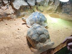 -广州长隆飞鸟乐园
