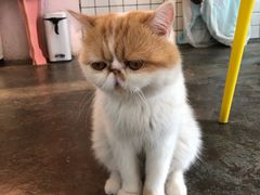 -喵屿·大理花园猫咖