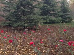 郑州植物园-郑州植物园