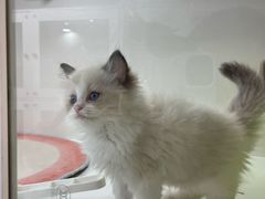 -青奢宠物·青奢猫舍