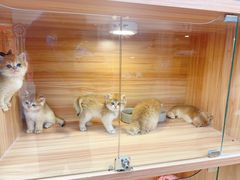 -猫十亿·布偶金渐层·曼基康矮脚猫舍(青年路店)