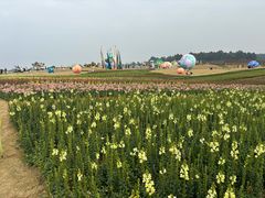 -空港花田景区