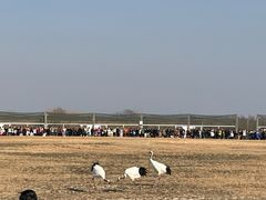 -盐城丹顶鹤湿地生态旅游区