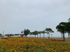 -野狸岛