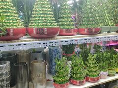 -花鸟鱼虫鲜花绿植市场(玉泉路店)