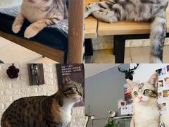 -平行世界·猫咖(首经贸店)
