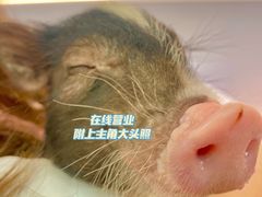 -猪盟咖啡店(玖洲道店)
