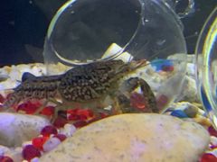 -上海大自然野生昆虫馆(东方明珠·爬宠昆虫探索中心)