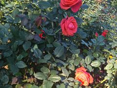 -人民公园(罗湖区)