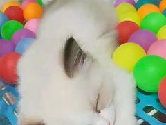 -东方名猫馆·英短金渐层布偶猫舍(环线广场1号楼店)