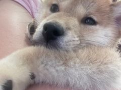 -柴犬小屋·柴餐厅·狗咖食堂(金鼎广场店)