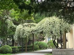 -八大关景区