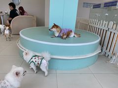 -怪兽屋·羊驼·猫咖·狗咖(俊华广场店)