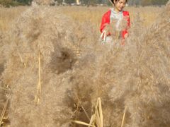 秋天赛罕塔拉-赛汗塔拉风情园