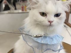 -共舞时光猫咖·狗咖(新街口店)