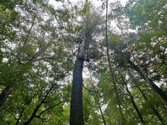 -五营红松林海景区