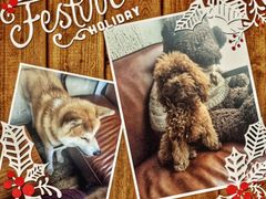 百好乐比萨-百好乐宠物友好餐厅(朝外大街店)