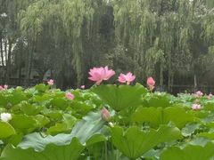 -四川大学(望江校区)