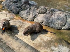 -海南热带野生动植物园