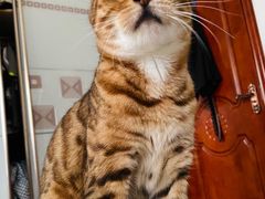 -瑞派旺宝宠物医院·犬猫全科综合·尿道专科(莲兴院)