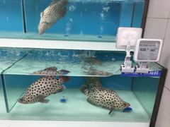 -盒马鲜生(大成店)
