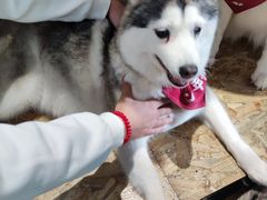 -Husky Go! 哈士奇体验馆·宠物咖啡厅狗咖